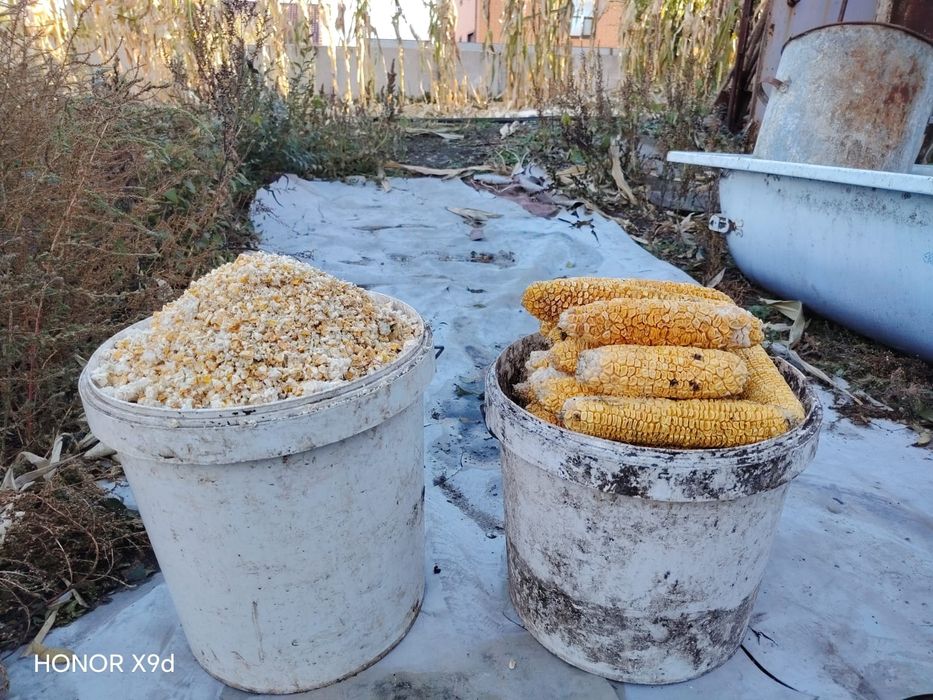 Продам кукурузу в початках