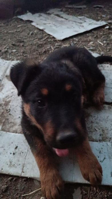 Малховеры (помесь немца и ротвейлера)