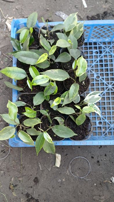 Продам цветы комнатные