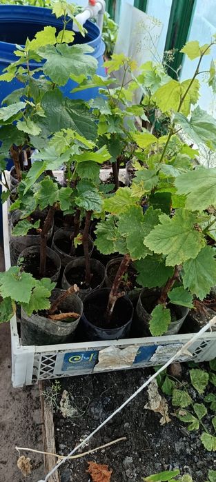 Рассада винограда