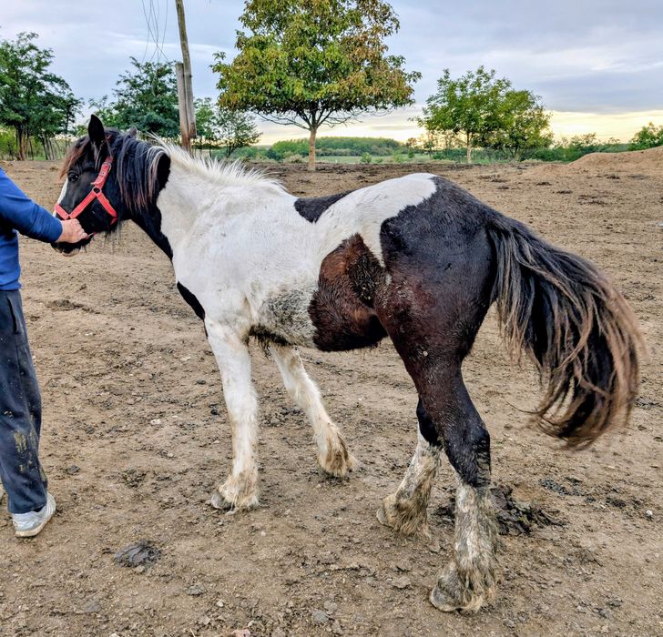Mânz Gypsy Vanner de 1 an