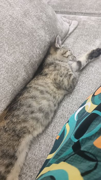 Котенок в добрые руки