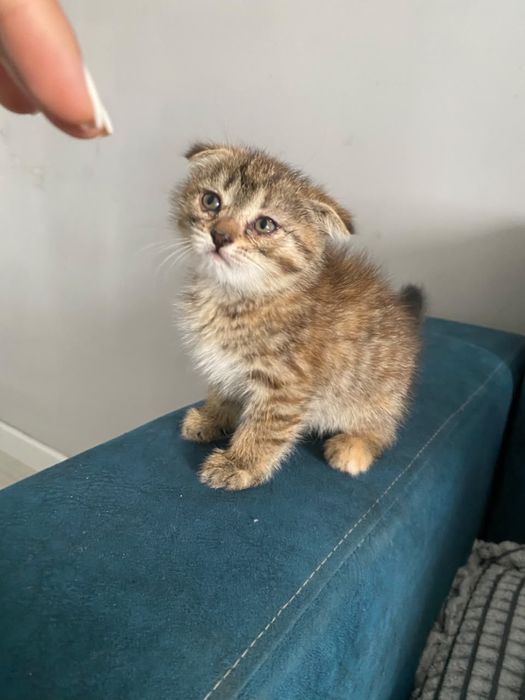 Котенок шотландский вислоухий