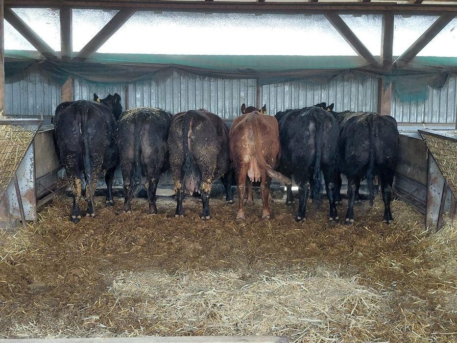 Vand vaci angus gestante