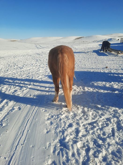 Продам    лошадь