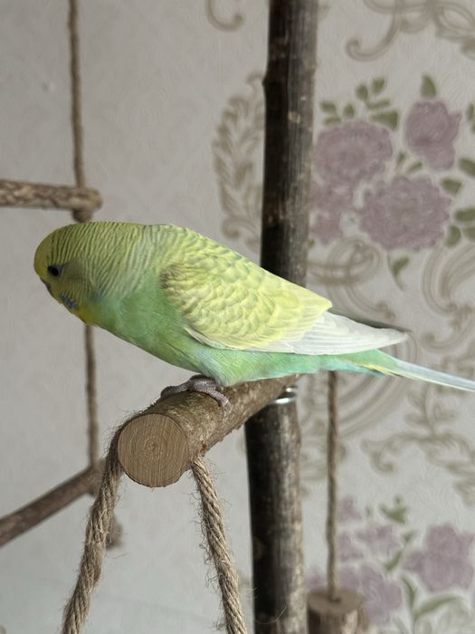 Пара ручных волнистые попугаи