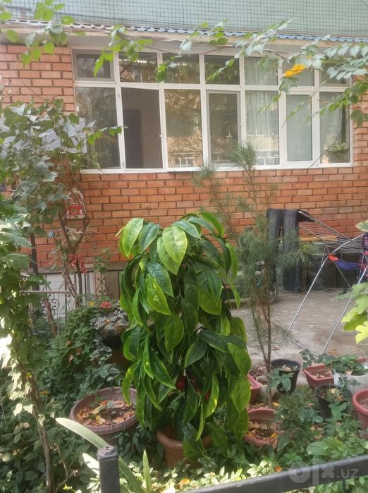 Продается 3-комн. квартира с ремонтом, подвалом и огородом (г. Чирчик)