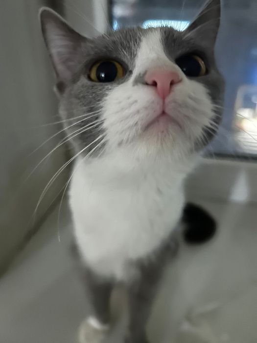 Отдадам кошку в добрые руки вместе с лотком