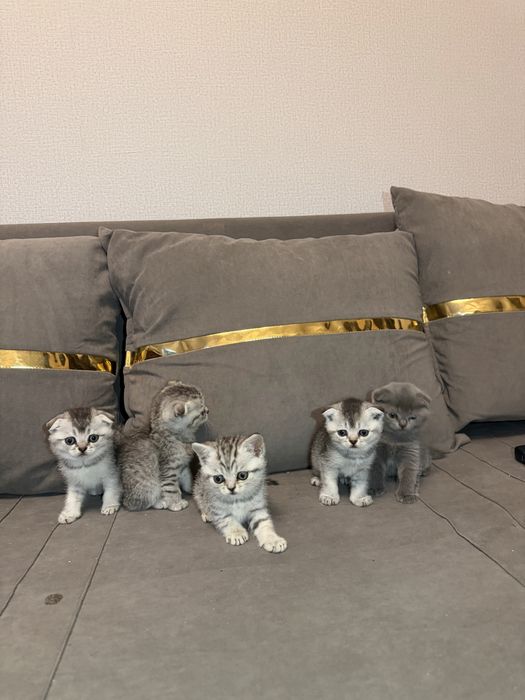 Продаются котята Скотиш Фолд