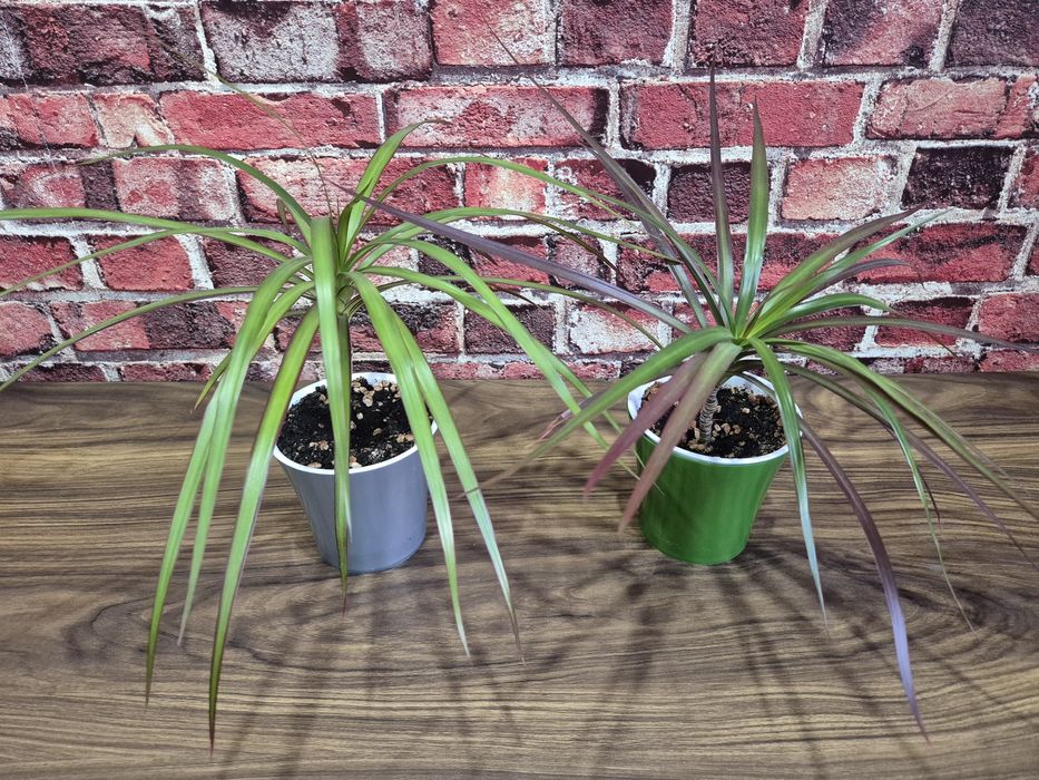 Продам домашние цветы