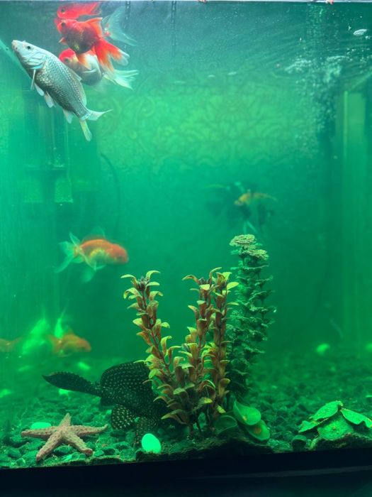 Akvarium baliqlar uchun