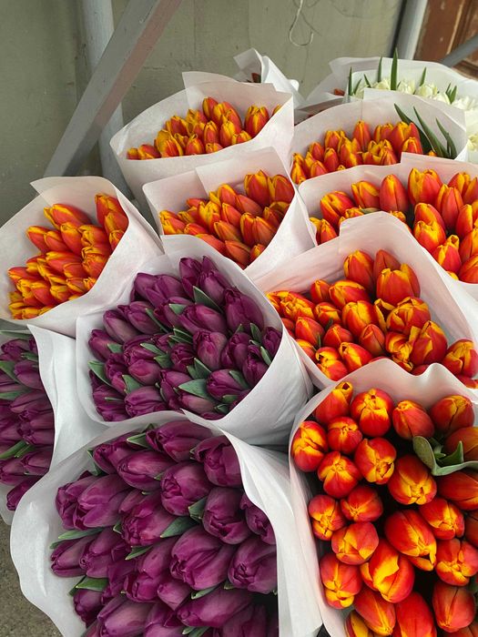 Тюльпаны оптом АСТАНА из теплицы