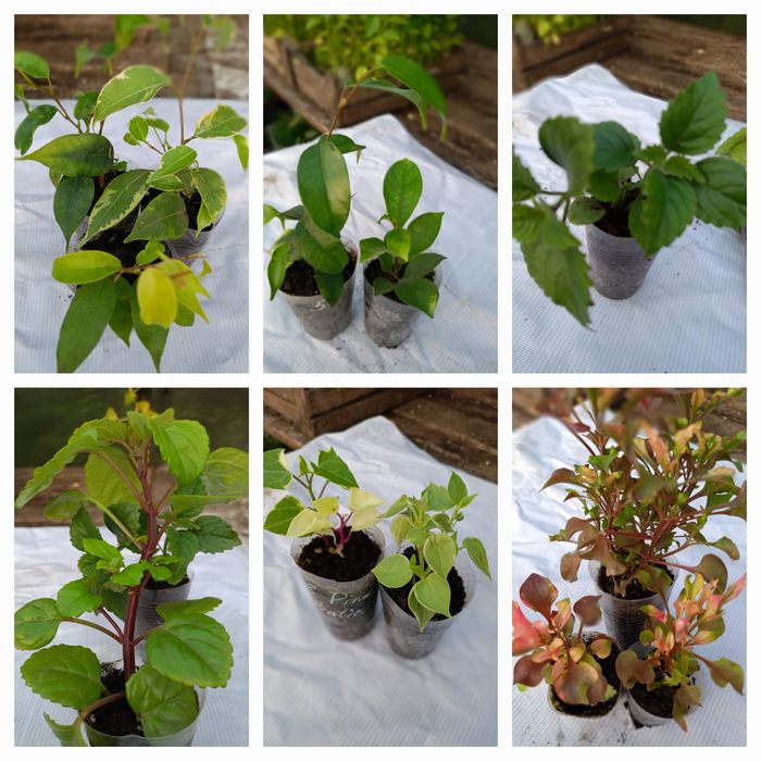 Продам комнатные цветы