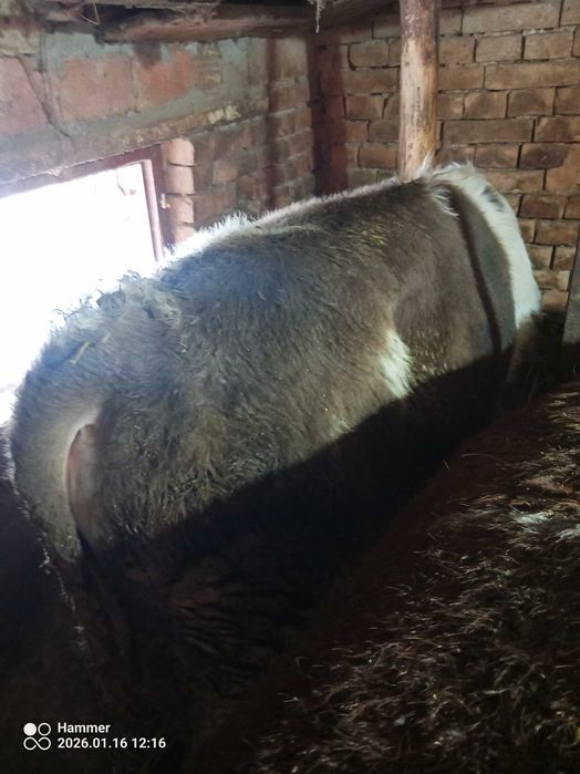 Продавам мъжки телета прода Симентал 7лв кг.