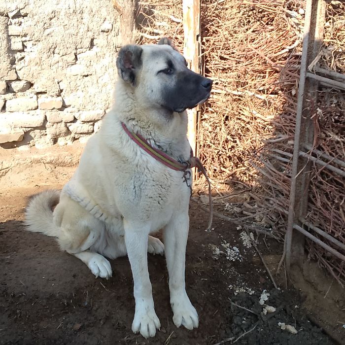 (Turkiya). Kangal zotli it   1 yoshar  2/5 mln  mln Man
