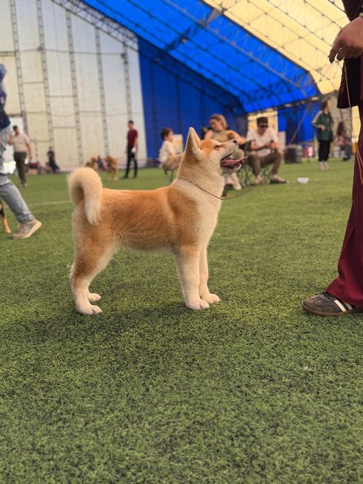 Акита ину мальчик