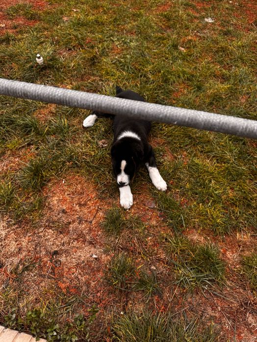 Отдам даром  сабачку