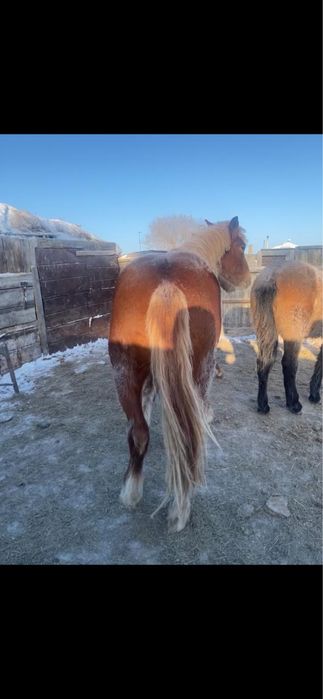 Тайчик новалтай 2024 года