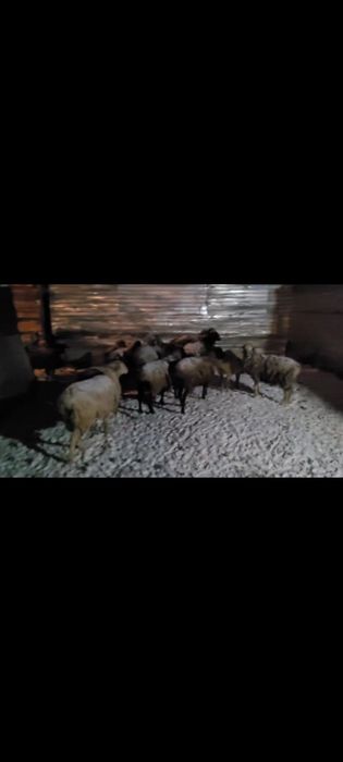 Продам баран 34 голов, оптом