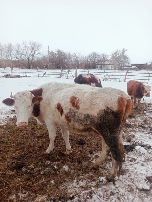 Коровы на продажу