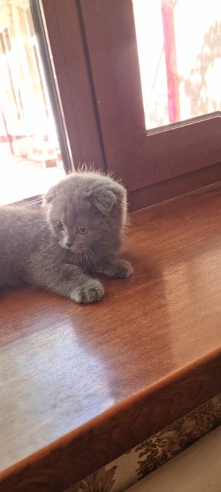 Котёнок продаётся