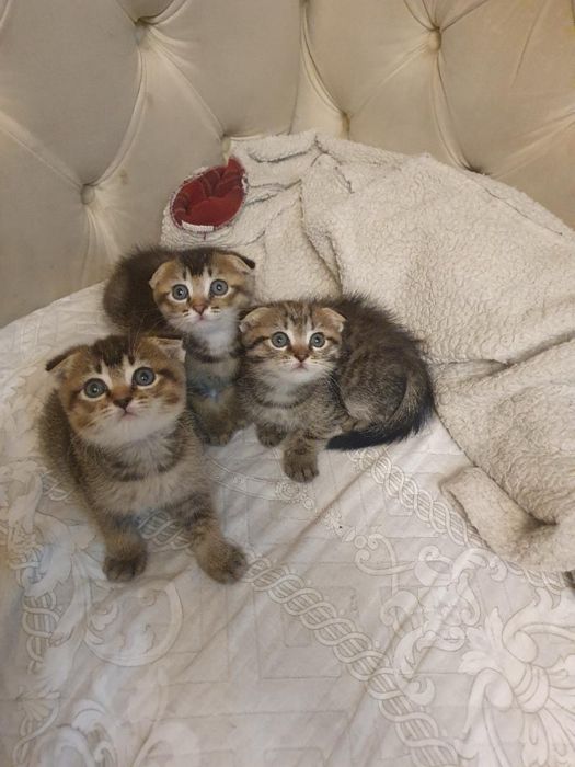 Котята вислоухие британцы