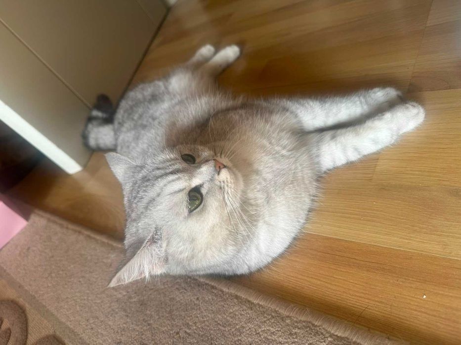 Кошка британская Шиншилла