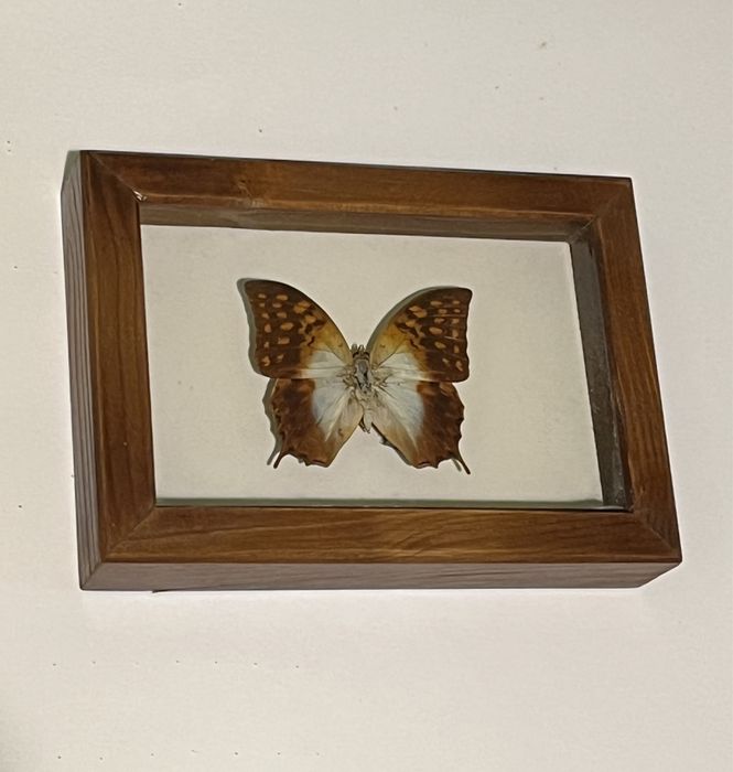 Картини с уникални видове пеперуди от цял свят