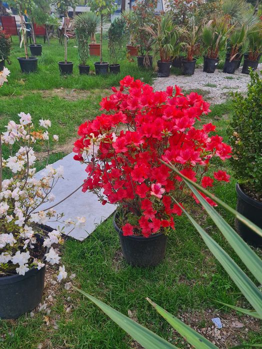 Plante Ornamentale pentru Curți Moderne – Livrare Rapidă