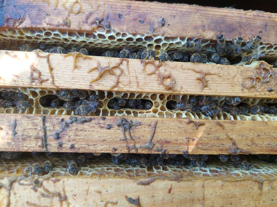 Пчел пчеловодства