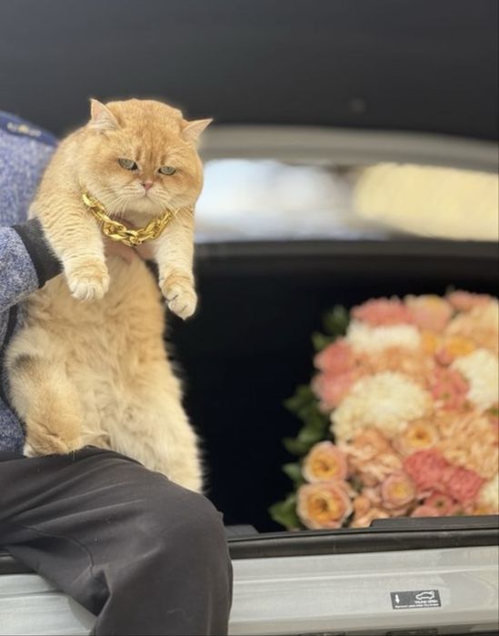 Serebristiy shinshila