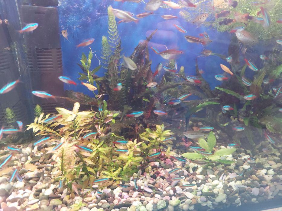 Аквариумные рыбки