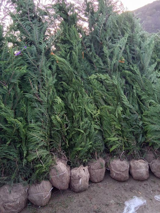 Leylandii pentru Gard Natural Permanent