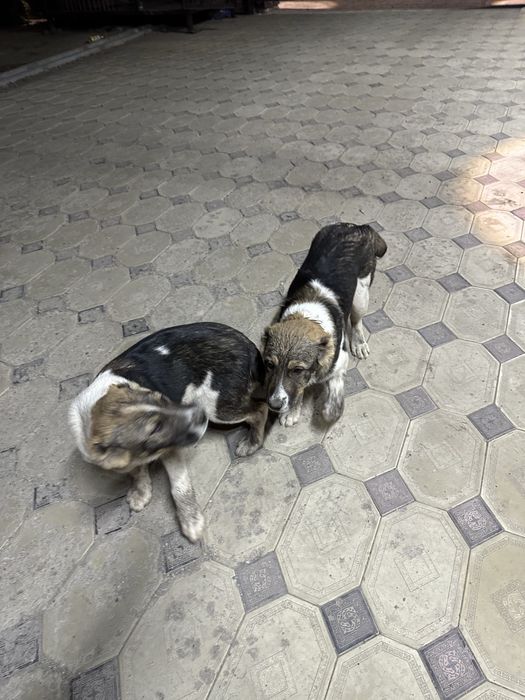 Щенятв сао алабай