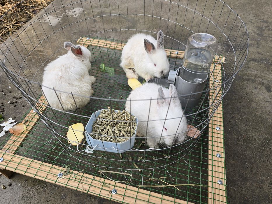 Quyonlar sotiladi. Куенлар бор хар хил. Кролики здоровые. Кролчата