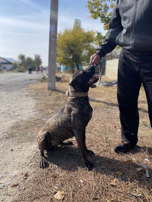 Срочно продается Питбуль