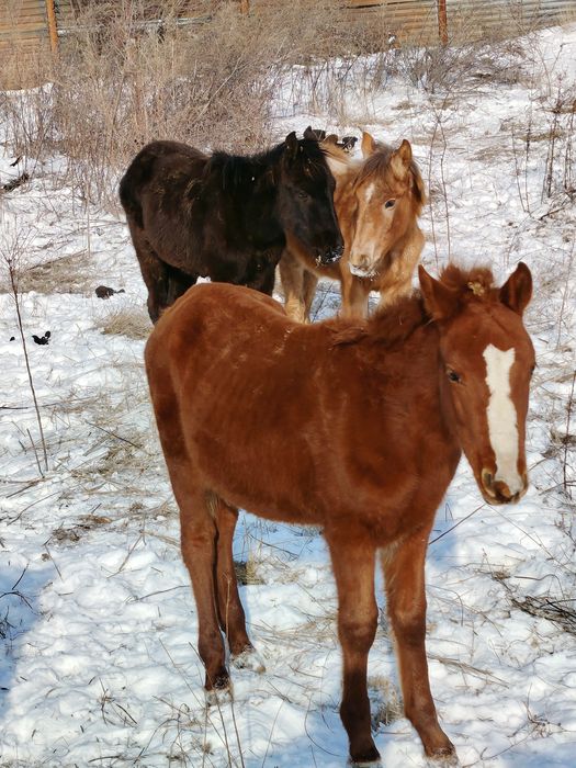 Жабағылар сатылады