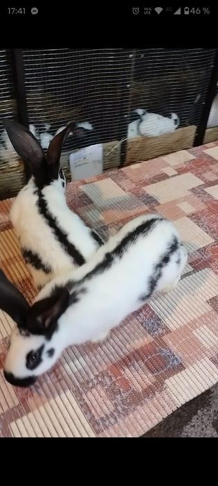 Două perechi de fluture german