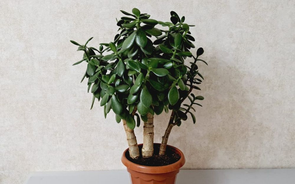 Кротон  Толстянка (денежное дерево )