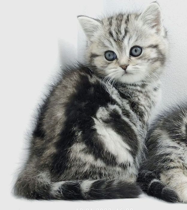 ШотЛандСкие котЯта #