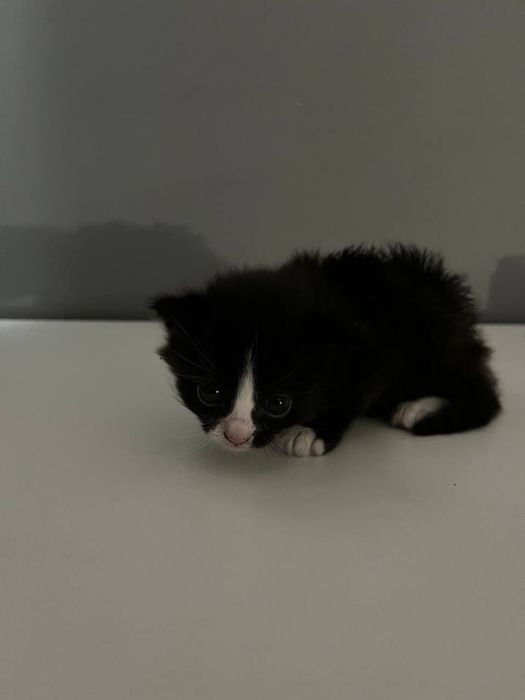Котенок в добрые руки