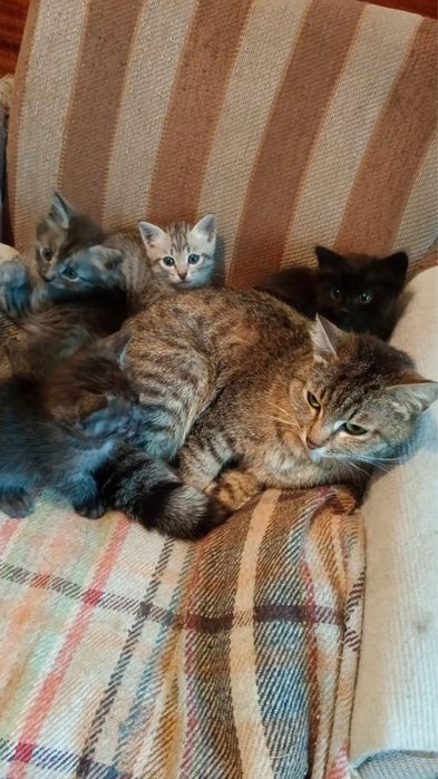 Отдам котят бесплатно