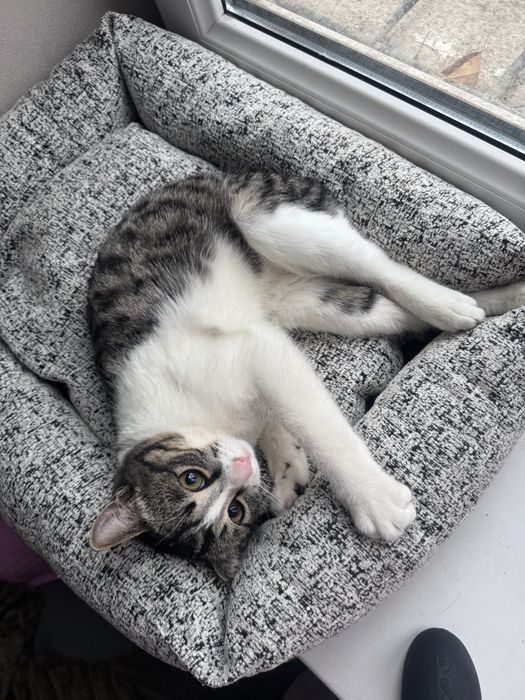 Котёнок кошка кот