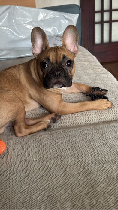 Французский бульдог