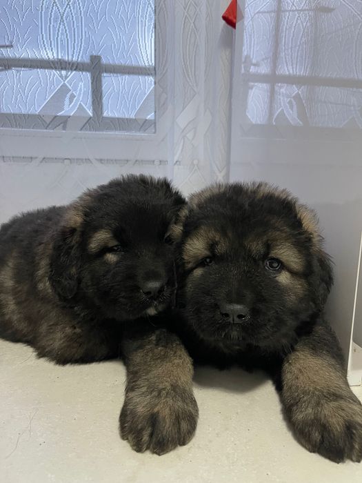 ciobănesc caucazian din prinți campioni !!!