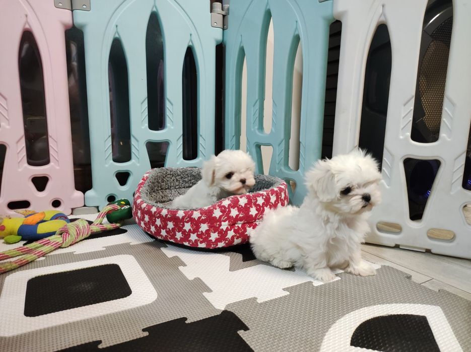 Малтийска болонка