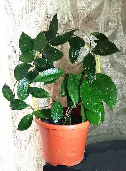 Продам. Хойя красиво цветущее растение.