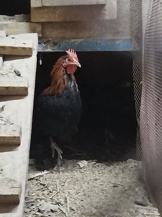 Продам молодых петушков