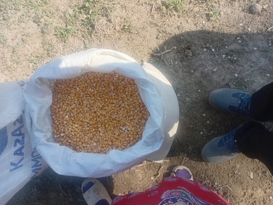 Кукуруза кукуруза