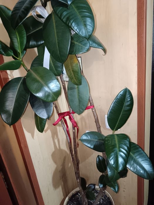 Фикус  1.5 метра